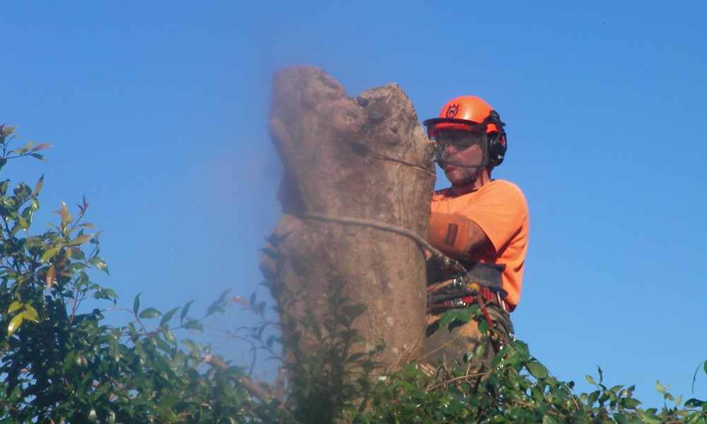 Whau Valley tree services. Whau Valley tree services.