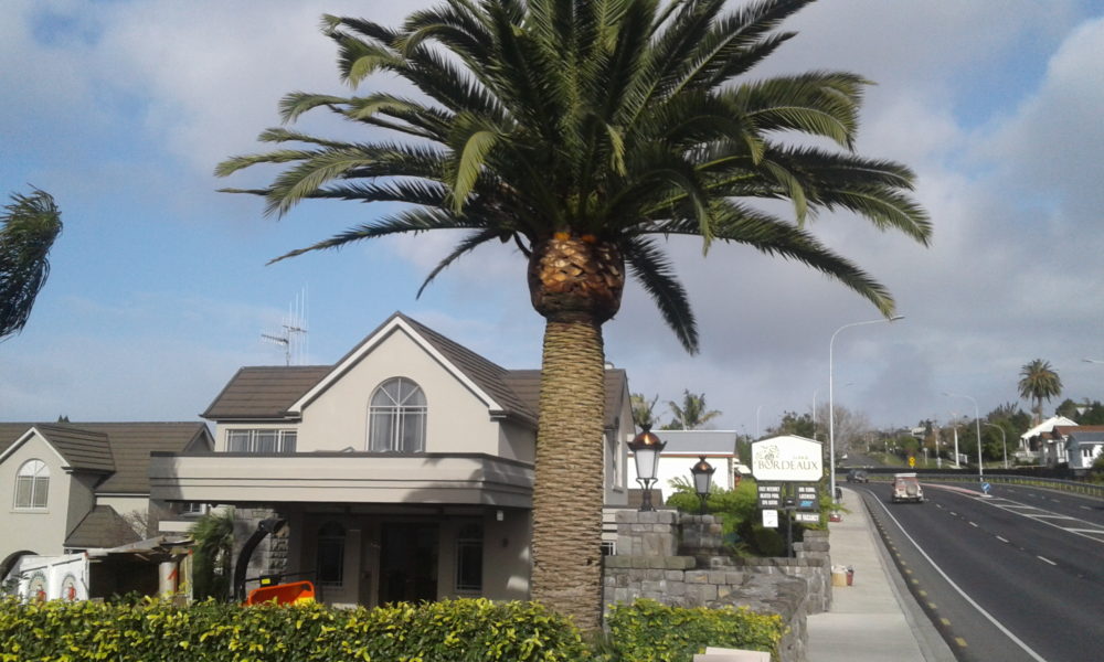 Palm tree services Whangarei Palm tree services Whangarei
