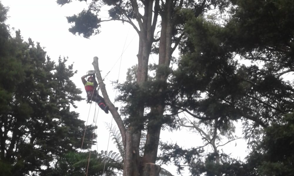 Reviews Arborist Whangarei Reviews Arborist Whangarei