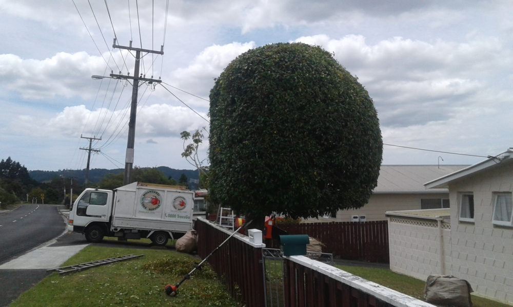 Onerahi Tree Services Onerahi Tree Services