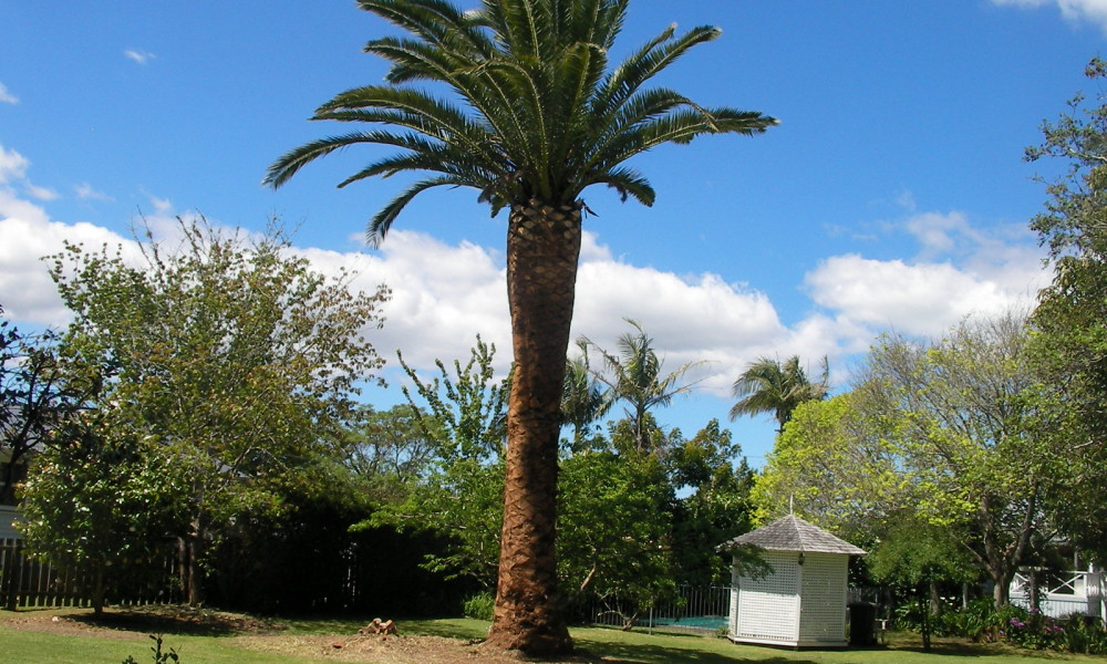 Kensington Tree Services