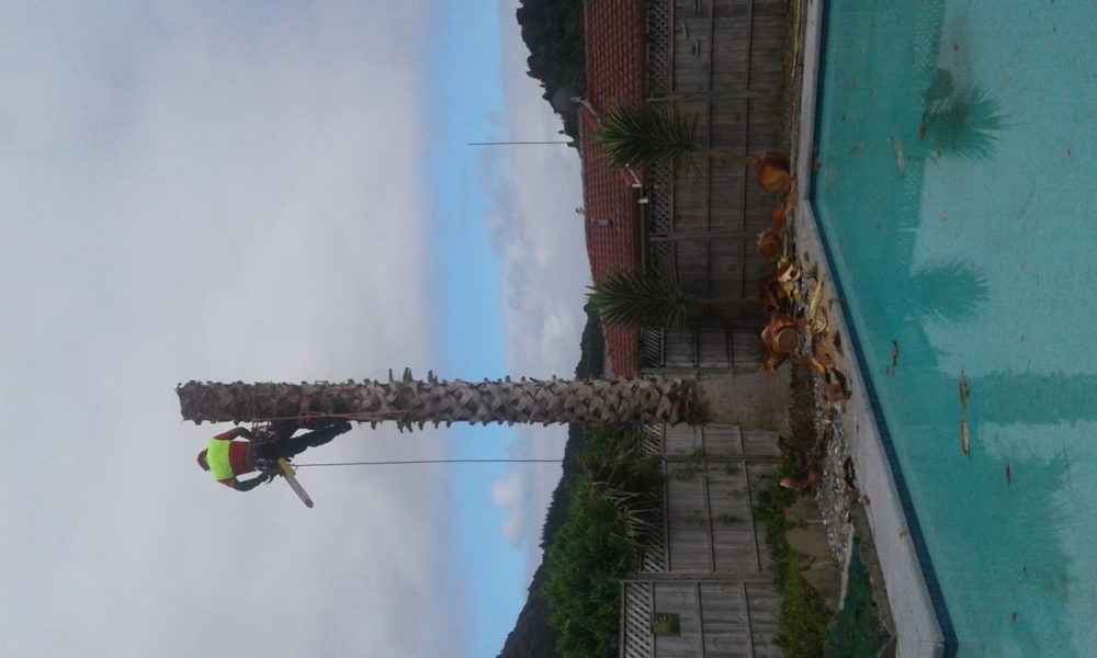 Kamo Tree Removal Kamo Tree Removal