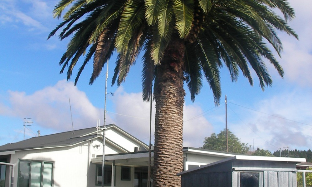 Riverside tree services Riverside tree services