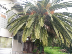 SANYO DIGITAL CAMERA