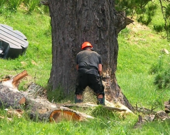 Tree Felling