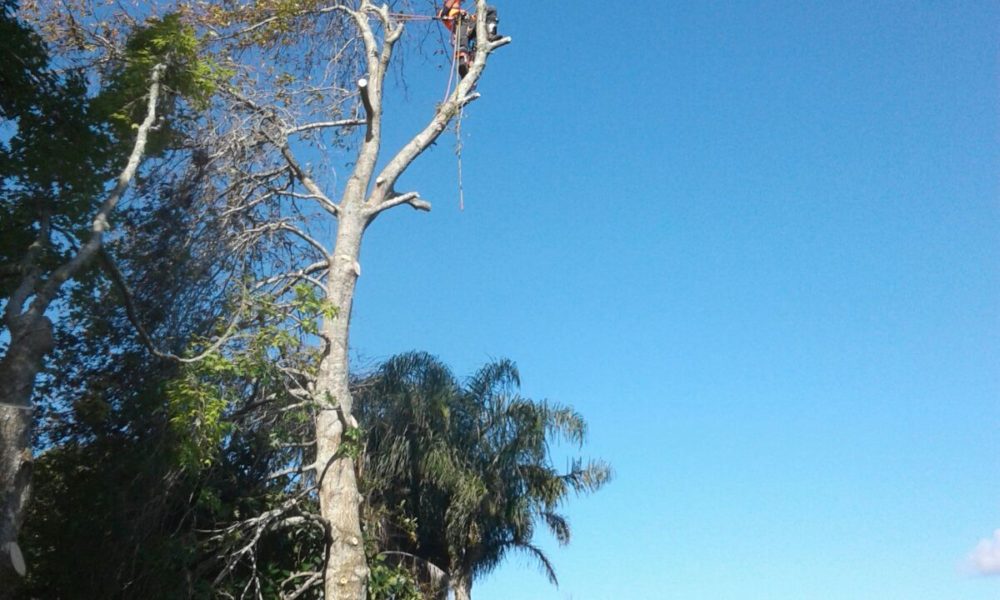 Whangarei trees Whangarei trees