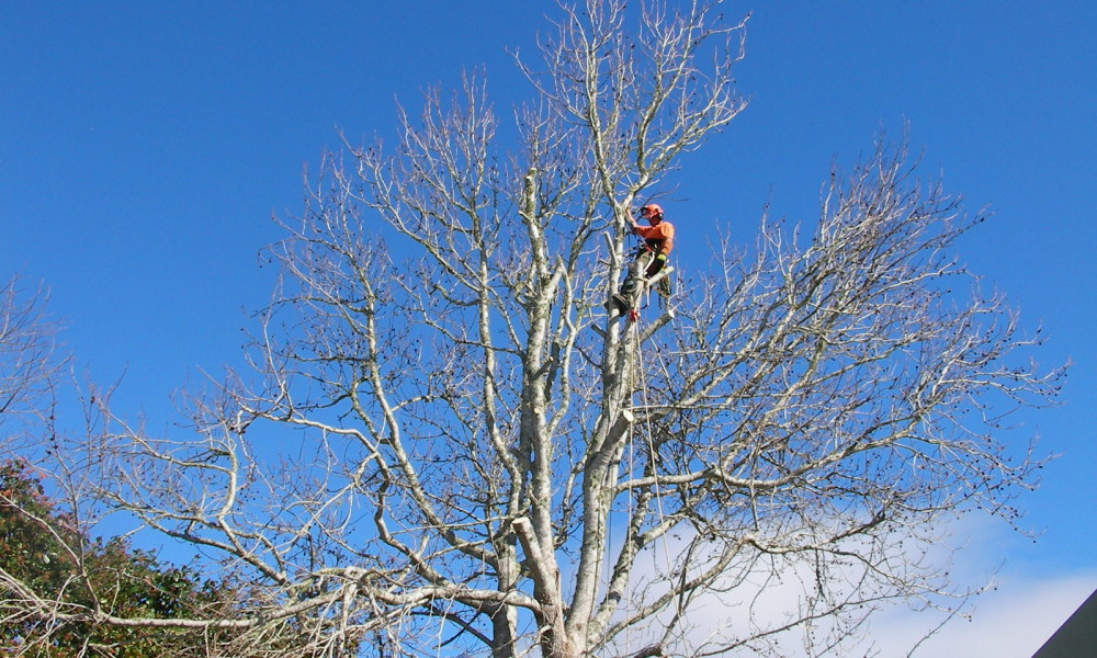 Tree services Kamo
