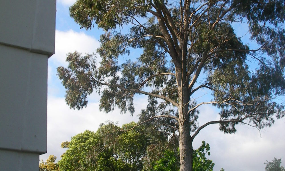Waipu tree services