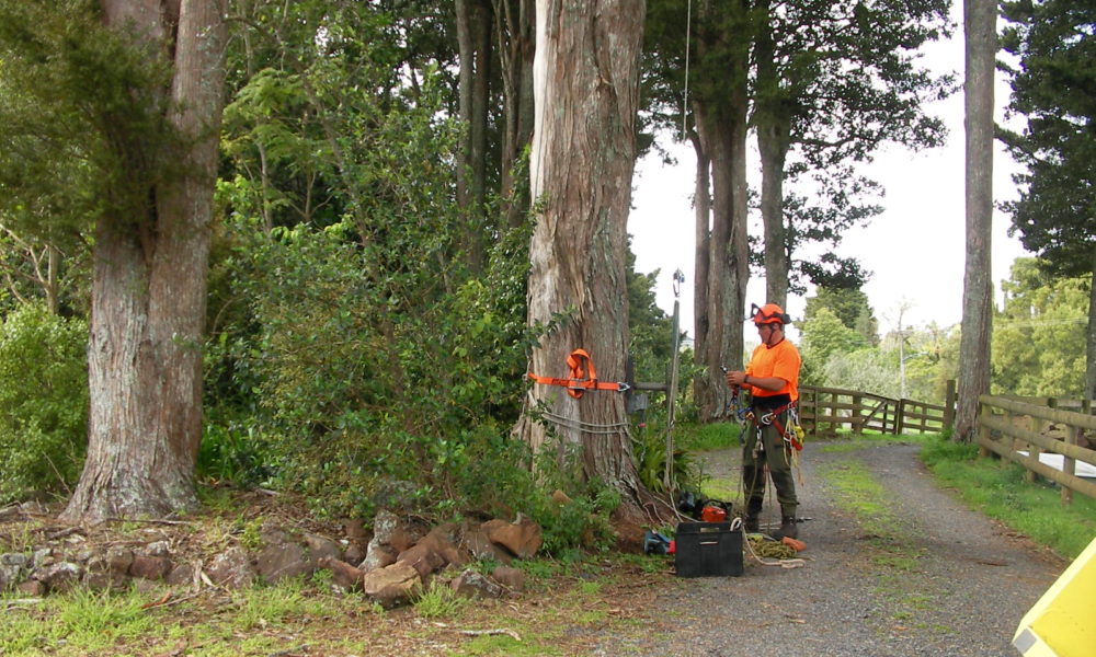 Tree Services Maungakaramea