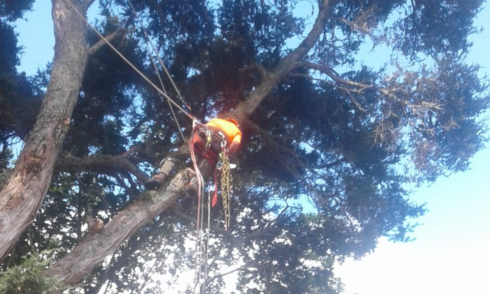 Maunu tree dismantler Maunu tree dismantler
