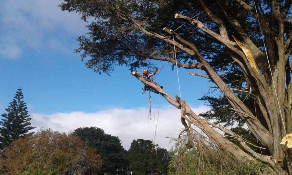 Glenbervie tree services Glenbervie tree services