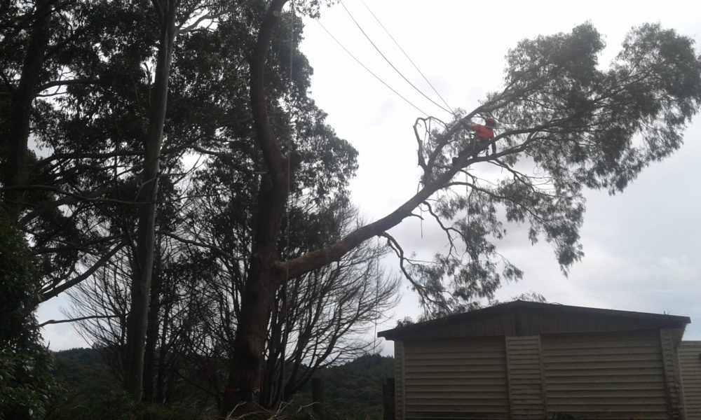 Ngunguru Tree Services