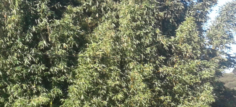 Bamboo Removal in Whangarei Bamboo Removal in Whangarei