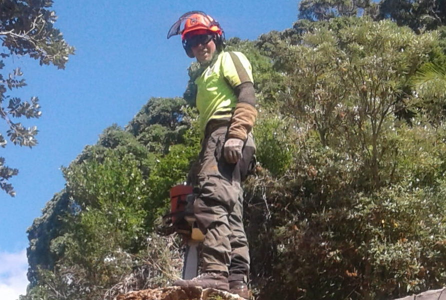 Professional Palm Tree Removal Whangarei