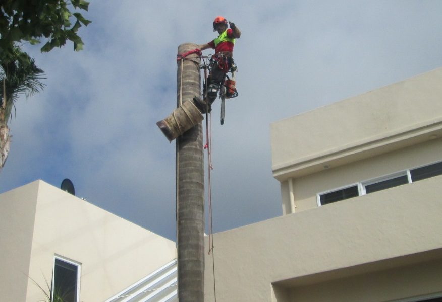 Arborist Whangarei Arborist Whangarei