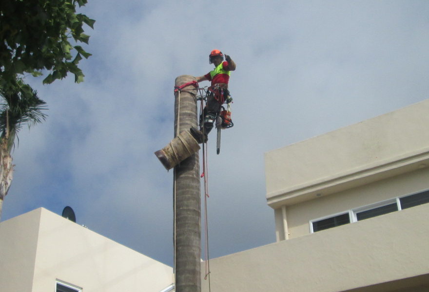 Tree services Parua Bay Tree services Parua Bay
