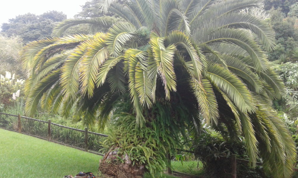 Trees Services in Whangarei area Trees Services in Whangarei area