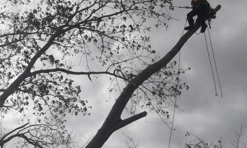 Tree felling removal Whangarei Tree felling removal Whangarei
