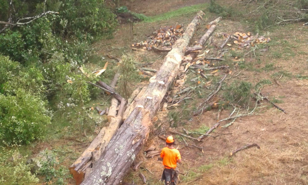 Tree felling in Northland Tree felling in Northland