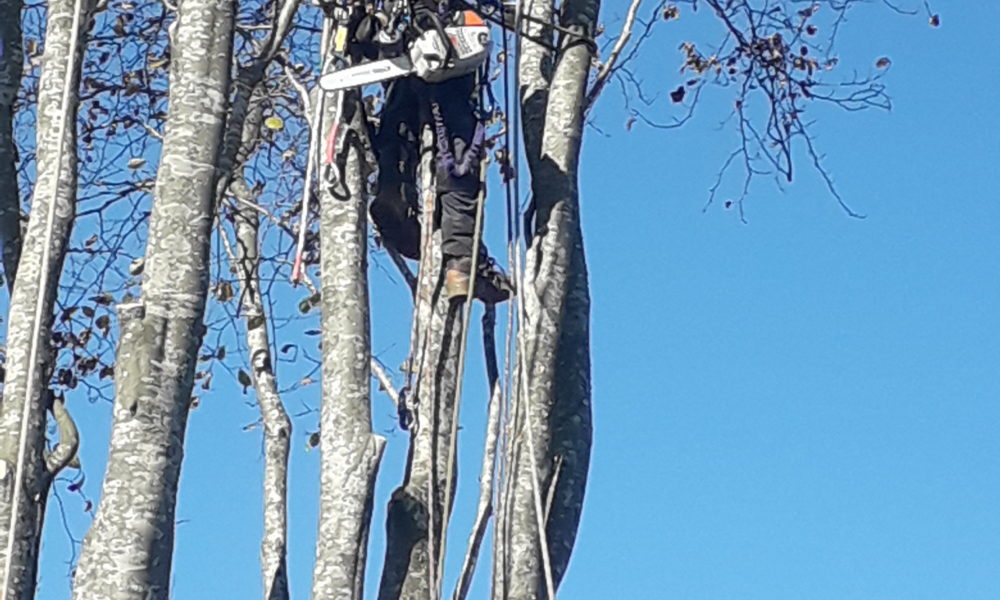 Tree removal and felling Whangarei Tree removal and felling Whangarei