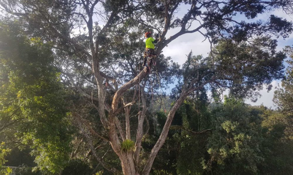 Tree cutting and removal services Tree cutting and removal services
