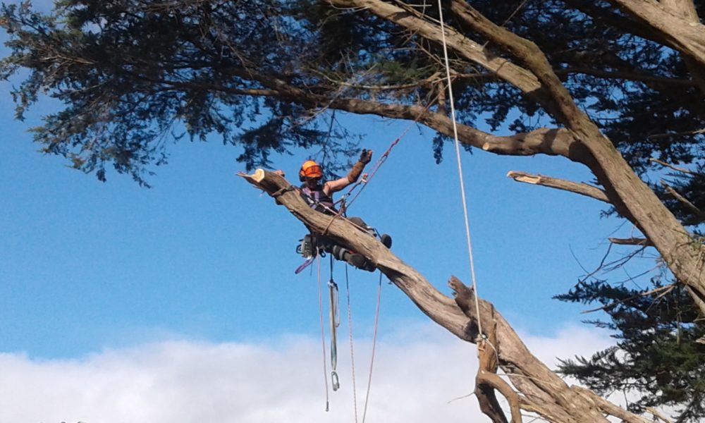 Arborist Whangarei Arborist Whangarei