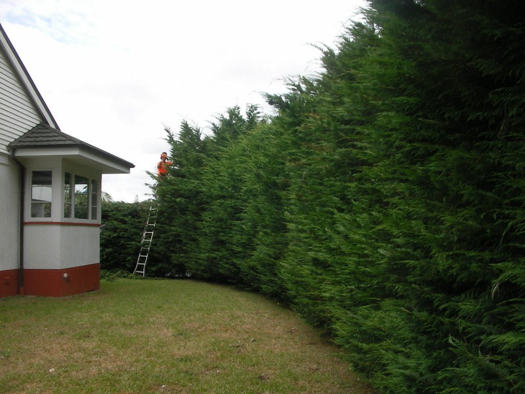 Hedge Cypress Leyland cut in 1/2 - before