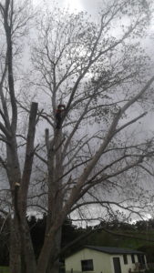 tree felling an removal