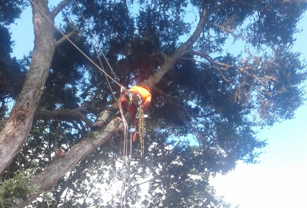 Maunu tree services