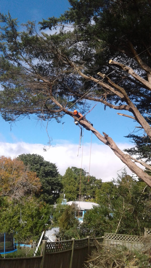 tree work at Glenbervie