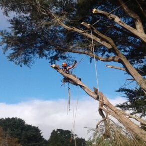 Macrocarpa