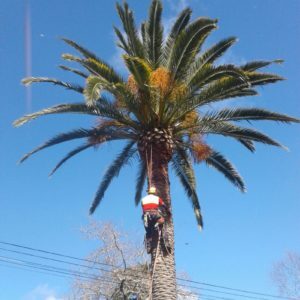 Phoenix pruning whangarei