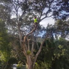 one tree point tree services