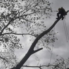 tree services whangarei
